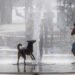 Cinco provincias en alerta roja por temperaturas extremas