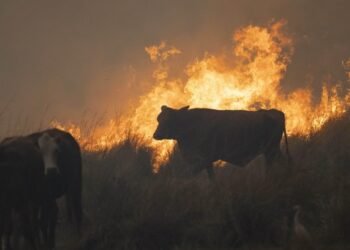Corrientes decretó la exención impositiva para los productores afectados