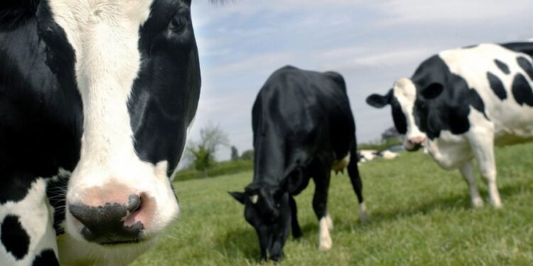 Exportarán vacunas argentinas para controlar un brote de fiebre aftosa en Indonesia