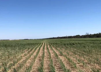 Sequía: el Gobierno proyecta una caída del 40% de la cosecha de trigo