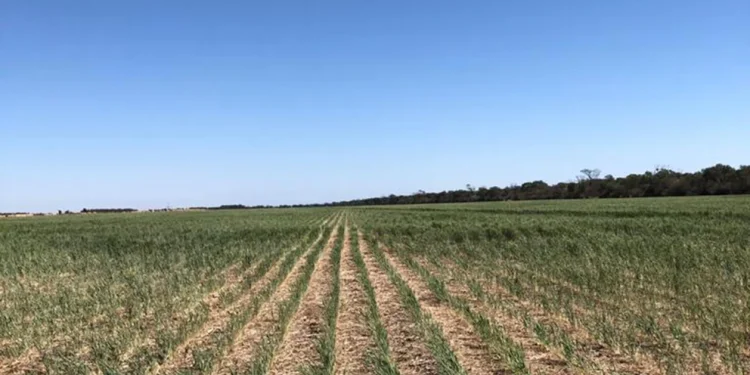 Sequía: el Gobierno proyecta una caída del 40% de la cosecha de trigo