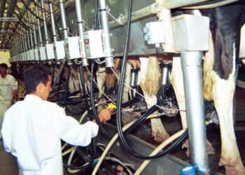 Lechería: el campo resiste la reducción del precio a la producción