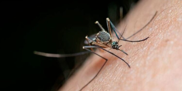 Brote de dengue en Córdoba: dos mujeres murieron y hay más 3400 casos