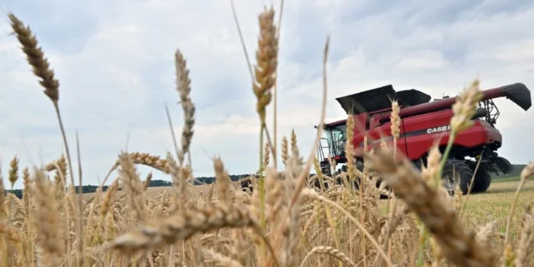 El boom del trigo: 3.000 camiones ingresaron a Rosario y es el número semanal más alto desde hace siete años