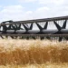 La cosecha de trigo 24/25 superará las 19 millones de toneladas
