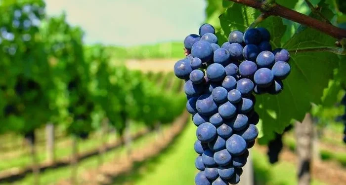 Sector Vitivinícola: Mendoza y San Juan anunciaron por primera vez un operativo conjunto de cosecha