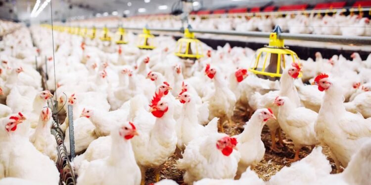 Gripe aviar: Gobierno suspende exportaciones avícolas.