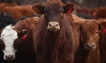 Senasa aprueba nueva norma para transporte de animales.