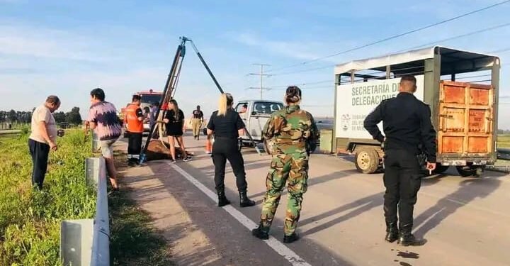 El municipio de merlo rescató un caballo maltratado por su dueño que era usado para tareas de carga