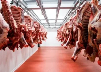 Argentina: Oportunidad histórica ante la escasez global de carne.