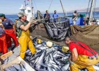 Multas pesqueras: actualizan facilidades de pago