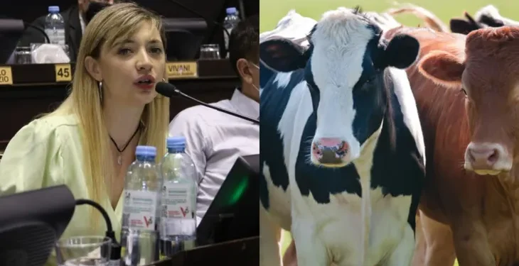 Impuesto a gases de vacas desata polémica rural.