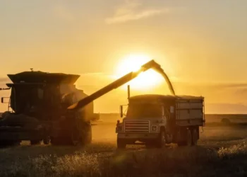 Oficial: baja de retenciones a granos.