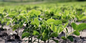 Desafíos en la soja: La fertilización adecuada va más allá de la inoculación con rizobio