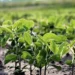 Desafíos en la soja: La fertilización adecuada va más allá de la inoculación con rizobio