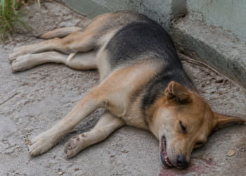 Alertan sobre nuevos envenenamientos de perros en Bolívar: convulsiones y muertes en minutos
