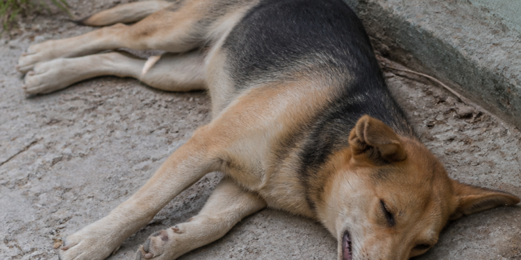 Alertan sobre nuevos envenenamientos de perros en Bolívar: convulsiones y muertes en minutos