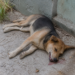 Alertan sobre nuevos envenenamientos de perros en Bolívar: convulsiones y muertes en minutos