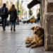 Día del Perro Callejero: razones de su celebración y dónde adoptar mascotas