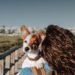 La baja natalidad impulsa el crecimiento del mercado de mascotas y cambia los hábitos de consumo