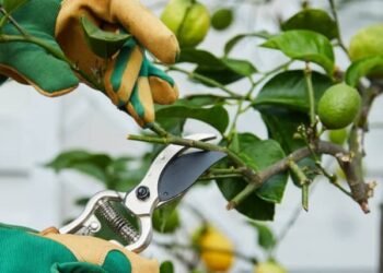 Cómo la poda de ramas secas mejora la floración del limonero al final del invierno