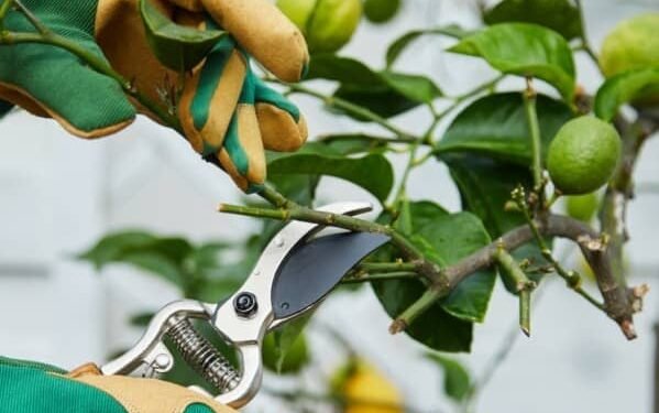 Cómo la poda de ramas secas mejora la floración del limonero al final del invierno