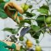 Cómo la poda de ramas secas mejora la floración del limonero al final del invierno