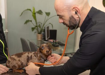 Alfredo Schmaedke, veterinario: “Cada vez más familias optan por una obra social para mascotas para ahorrar en consultas”