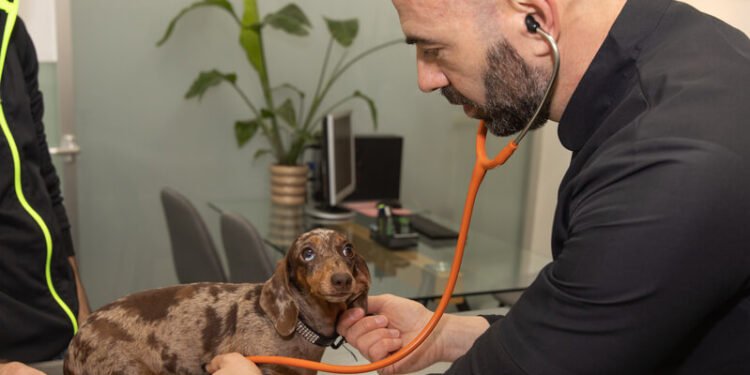Alfredo Schmaedke, veterinario: “Cada vez más familias optan por una obra social para mascotas para ahorrar en consultas”