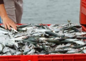 Incremento en la producción de pesca y minería