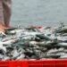 Incremento en la producción de pesca y minería