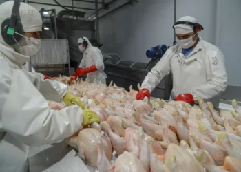Argentina recuperó el acceso al mercado de Corea del Sur para la carne aviar