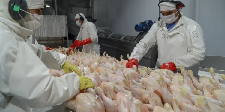 Argentina recuperó el acceso al mercado de Corea del Sur para la carne aviar