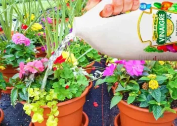 El tratamiento casero de jardineros para transformar hojas amarillentas en brotes verdes: solo 20 gotas de un ingrediente cotidiano