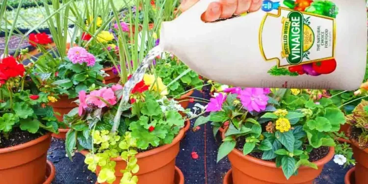 El tratamiento casero de jardineros para transformar hojas amarillentas en brotes verdes: solo 20 gotas de un ingrediente cotidiano
