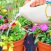 El tratamiento casero de jardineros para transformar hojas amarillentas en brotes verdes: solo 20 gotas de un ingrediente cotidiano