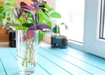 Cuatro plantas de agua poco comunes para embellecer tu hogar
