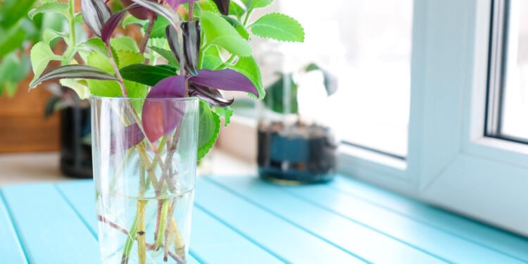 Cuatro plantas de agua poco comunes para embellecer tu hogar