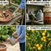Cinco fertilizantes caseros recomendados por jardineros para un limonero XXL: aprovechando residuos