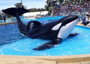 El costo de supervivencia de Kshamenk, la orca rescatada por Mundo Marino, pasó 33 años en cautiverio