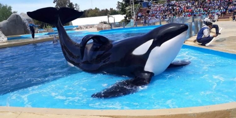 El costo de supervivencia de Kshamenk, la orca rescatada por Mundo Marino, pasó 33 años en cautiverio
