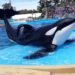 El costo de supervivencia de Kshamenk, la orca rescatada por Mundo Marino, pasó 33 años en cautiverio