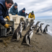 Rescate emotivo de 40 pingüinos: de un remate a un nuevo hogar