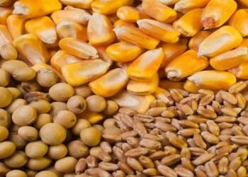 Maíz, soja y trigo: por qué los precios de los granos siguen en niveles elevados y qué puede pasar en Argentina