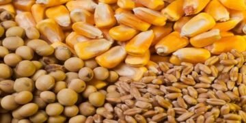 Maíz, soja y trigo: por qué los precios de los granos siguen en niveles elevados y qué puede pasar en Argentina