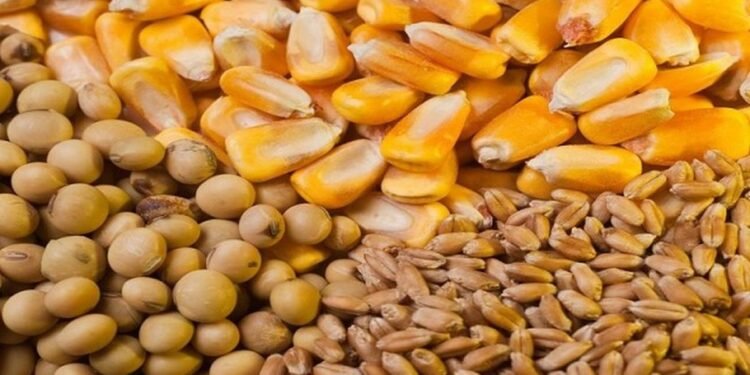 Maíz, soja y trigo: por qué los precios de los granos siguen en niveles elevados y qué puede pasar en Argentina