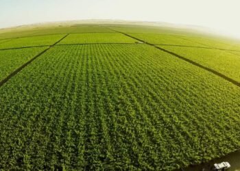 Córdoba proyecta una campaña agrícola rentable, pero el clima será clave para los resultados