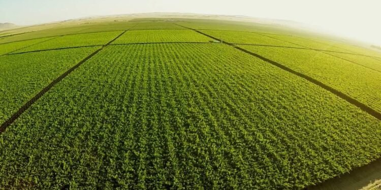 Córdoba proyecta una campaña agrícola rentable, pero el clima será clave para los resultados