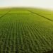 Córdoba proyecta una campaña agrícola rentable, pero el clima será clave para los resultados